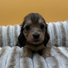 Cashmere - Cream female Dachshund puppy in Corona, California from ChezBeale