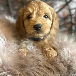 Black collar - Apricot male Goldendoodle puppy in Corona, California from SoCalFamilyFrenchies, Doodles and more