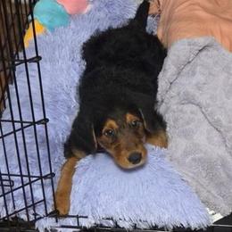 Scarlet - Black and tan female Airedale Terrier puppy in Huntersville, North Carolina from Cool Hand Luke Kennels