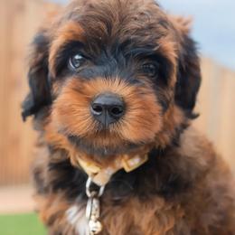 Aussiedoodle and Goldendoodle Puppies from Ever After Doodles Arizona