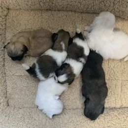 Pekingese Puppies from Crawford Ranch Canines