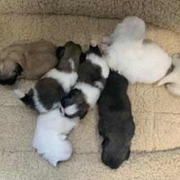 Pekingese Puppies from Crawford Ranch Canines