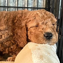Goldendoodle and Golden Retriever Puppies from Magical Goldens