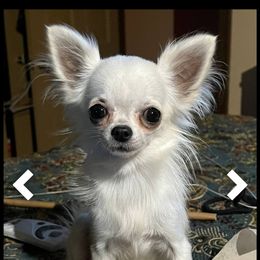 Tiffany - Chihuahua