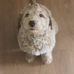Goldendoodle Puppies from Hobble Creek Farms