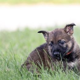 German Shepherd Puppies from Von Gonta Haus German Shepherds