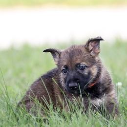 German Shepherd Puppies from Von Gonta Haus German Shepherds