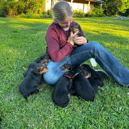 Jax - Black and tan male Airedale Terrier puppy in Huntsville, Arkansas from Airedale Acres
