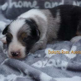 Hash - Blue merle male Australian Shepherd puppy in Burbank, South Dakota from Dakota Rose Aussies