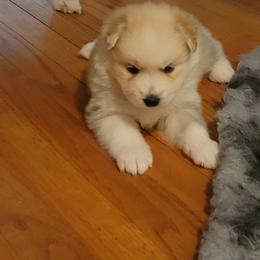Pomsky Puppies from White Horse Pomsky's