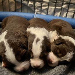 Miniature American Shepherd Puppies from Tempus Fugit