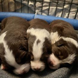 Miniature American Shepherd Puppies from Tempus Fugit