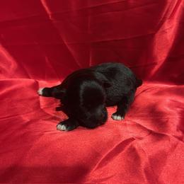 Boy 3 - Black and white male Havanese puppy in Running Springs, California from Shadycove K9