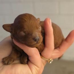Sushi - Red male Maltipoo puppy in San Diego, California from Maltipoos SD
