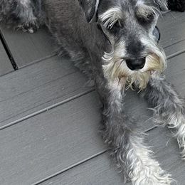 Loki - Miniature Schnauzer