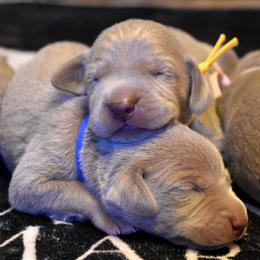 Puppy Girl - Silver gray female Weimaraner puppy in New Hartford, New York from Platinum Weimaraners
