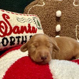 Boy 2 - Red male Dachshund puppy in Franklin, Tennessee from Wendy's Weenies