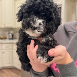 Rainier - Black female Australian Labradoodle puppy in Newdale, Idaho from Grand Peaks Labradoodles