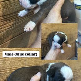 Boy 1 - Fawn male Boxer puppy in Ohio from S & B Boxers