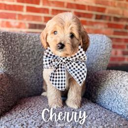 Cherry - Apricot female Goldendoodle puppy in Hartwell, Georgia from BellaDoodles