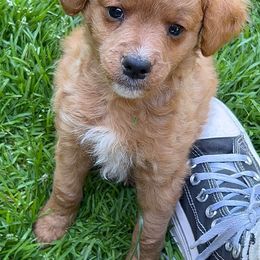 Simba - Parti male Goldendoodle puppy in Gig Harbor, Washington from Sandy’s Goldendoodles