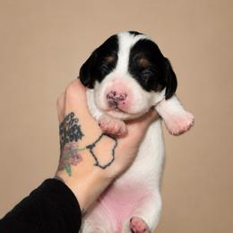 Winnie - Piebald female Dachshund puppy in Madison, Wisconsin from SK Miniature   Dachshunds