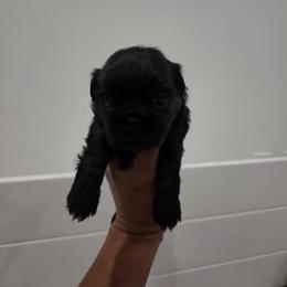 Shih Tzu Puppies from Shih Tzu Zoo Florida