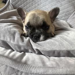 Ellie - Fawn female French Bulldog puppy in Kinzers, Pennsylvania from Ashley Farra