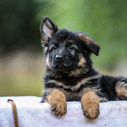 Boy 5 - Black and red German Shepherd puppy in Plumas Lake, California from Zwinger Vom Greifjäger