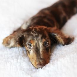 Dachshund Puppies from MyGaDachs