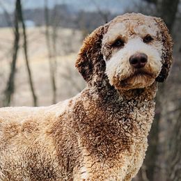 Aussiedoodles, Australian Shepherds, Pembroke Welsh Corgis, and Poodles from Morehead Family Dogs
