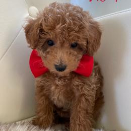Edison - Poodle puppy from My Poodle Bears