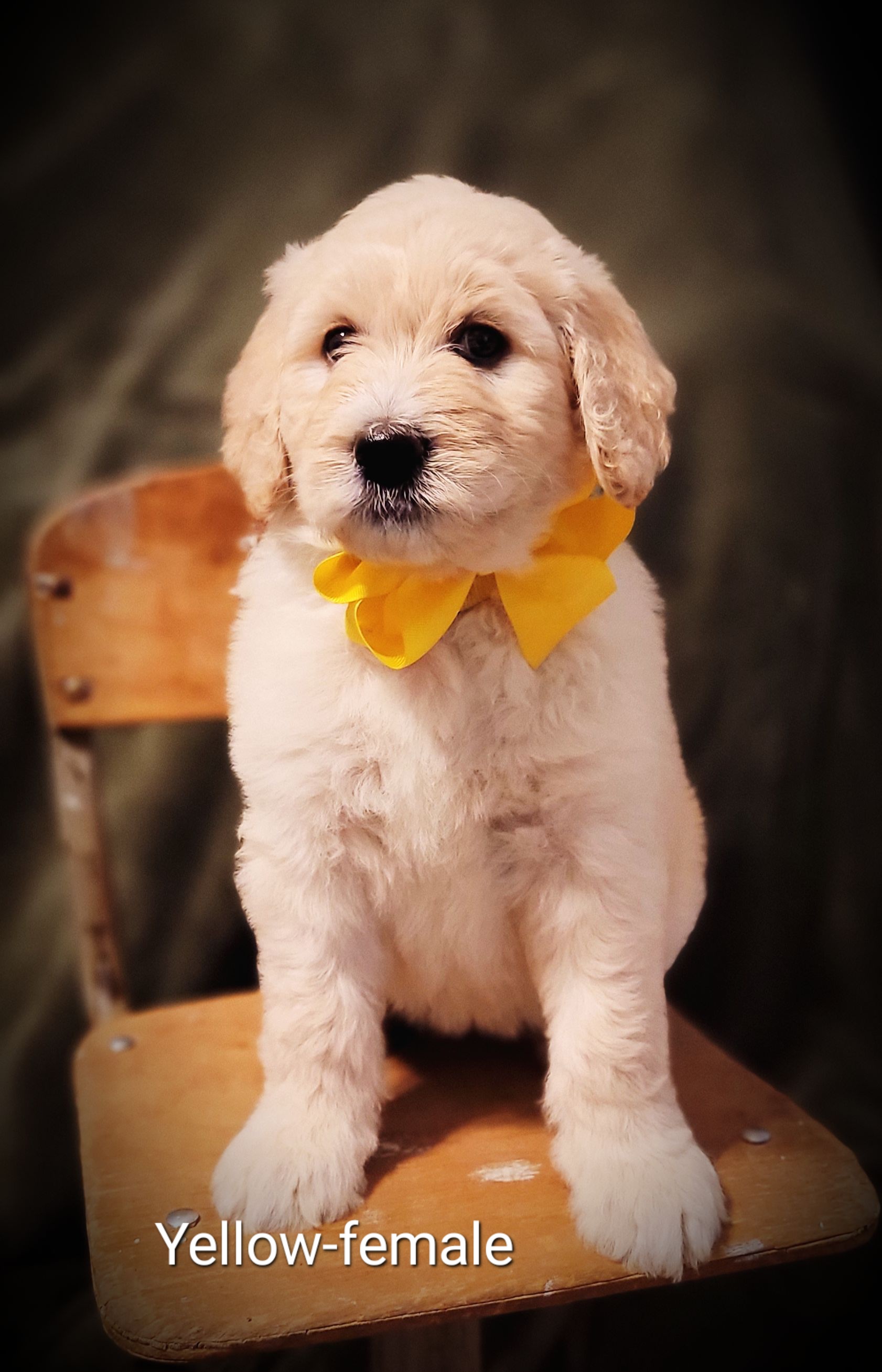 Goldendoodle Puppies from Barkley Lane Doodles
