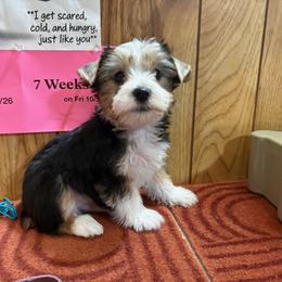 Boy 3 - Parti male Yorkshire Terrier puppy in Bear Creek, North Carolina from Yorkie Time