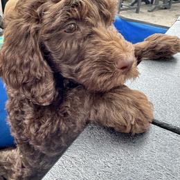 Godiva - Chocolate female Goldendoodle puppy in Tybee Island, Georgia from Castaway Doodles