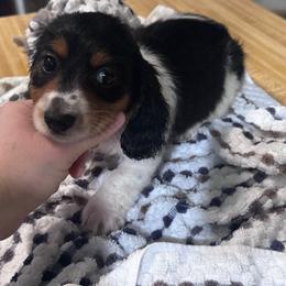 Girl 1 - Dachshund puppy from Big Daddy’s Dachshunds