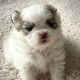 BENTLEY - Cream sable parti male Pomeranian puppy in Pavilion, New York from Calverton Pomeranians