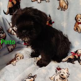 Pinto - Black male Miniature Schnauzer puppy in Midland, Texas from Shebbies Puppy Palace