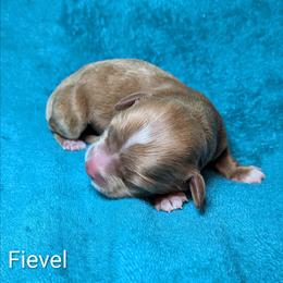 Fievel - Red and white male Cockapoo puppy in Sunset, Louisiana from Cano Cockapoos
