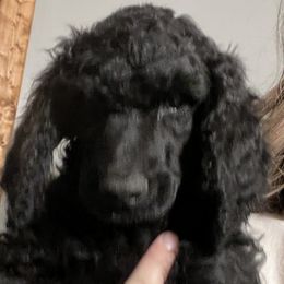 Gnocchi - Green Collar - Black Poodle puppy in Rock Falls, Illinois from O'So Sharp Dogs