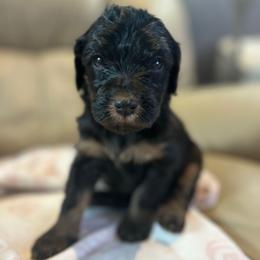 Cindy Lou - Phantom female Bernedoodle puppy in Sherman, Illinois from Shirl Doodle Life