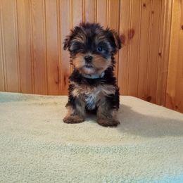 Havanese, Miniature Schnauzer, and Yorkshire Terrier Puppies from Ashley Nicole Ranch