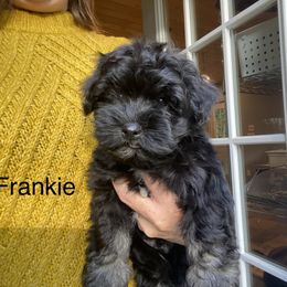 Havanese Puppies from Tye River Havanese
