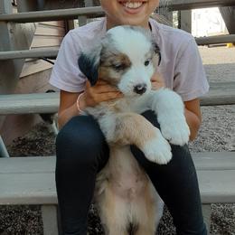 Miniature Australian Shepherd Puppies from Son Shine Farm
