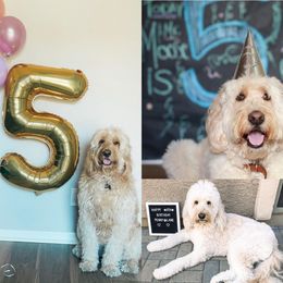 Bernedoodle, Goldendoodle, and Aussiedoodle All Grown Up from Arizona Goldendoodles