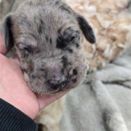 Boy 1 - Merle male Great Dane puppy in Camby, Indiana from Heather's Noble Saints