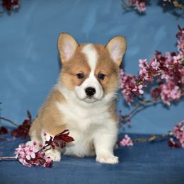 Rocket - White and red Pembroke Welsh Corgi puppy in Gig Harbor, Washington from Pacific Northwest Pembroke Welsh Corgis