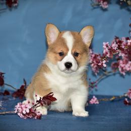 Rocket - White and red Pembroke Welsh Corgi puppy in Gig Harbor, Washington from Pacific Northwest Pembroke Welsh Corgis