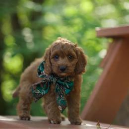 Big red - Red and white male Cockapoo puppy in Deming, Washington from Heavenly Puppies to Love