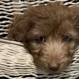 Aussiedoodles from Dixie Rae Doodles